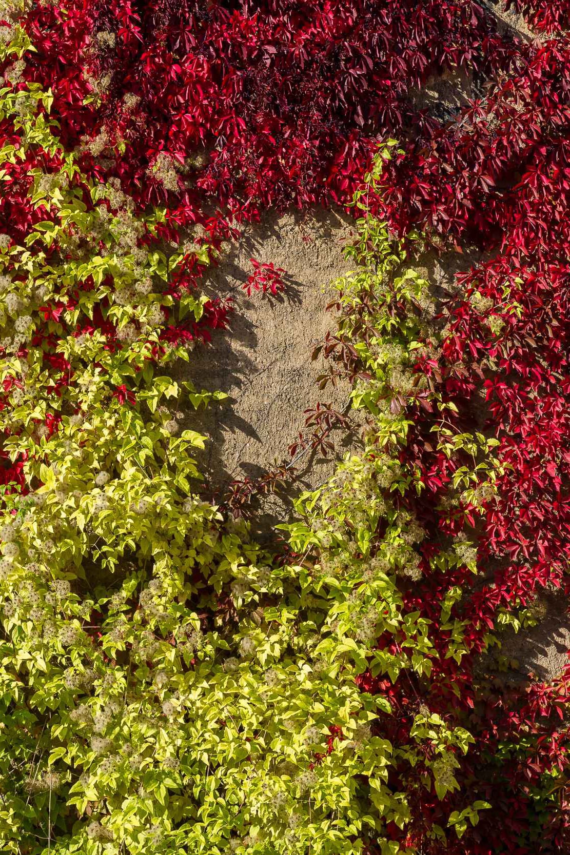 Detailaufnahme von Herbstlaub an der Schaubühne Lindenfels in Leipzig Lindenau.
